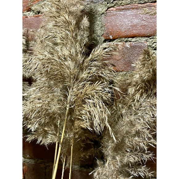 Dried Reed Décor - Picture 6 of 9